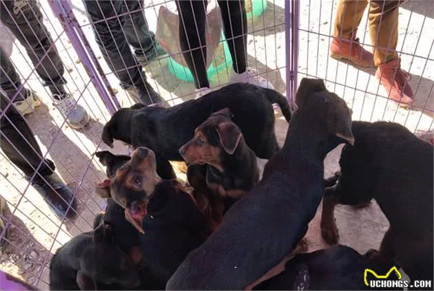 宠物市场少见莱州红犬，引多人围观却因狗身上有白点而无人购买！