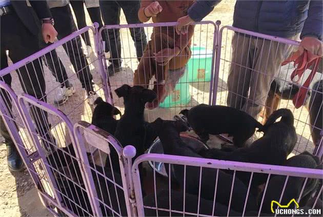 宠物市场少见莱州红犬，引多人围观却因狗身上有白点而无人购买！