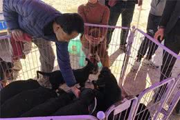 宠物市场少见莱州红犬，引多人围观却因狗身上有白点而无人购买！