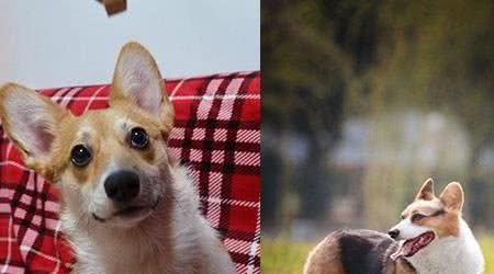柯基犬几个月才能过尴尬期，日常饲养需要注意这2点