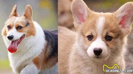 柯基犬几个月才能过尴尬期，日常饲养需要注意这2点