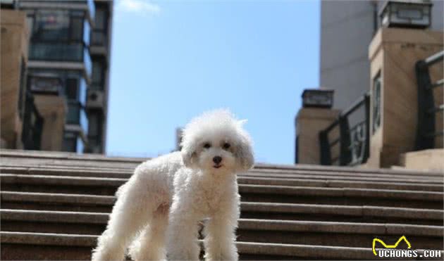 猎狐梗犬妮妮有了泰迪妹妹，从此两小只欢快无比