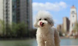 猎狐梗犬妮妮有了泰迪妹妹，从此两小只欢快无比