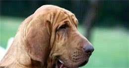 寻血猎犬的日常护理护理起来比较简单