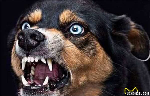 狗狗狂犬病前的5大征兆，一旦发现，立刻远离！