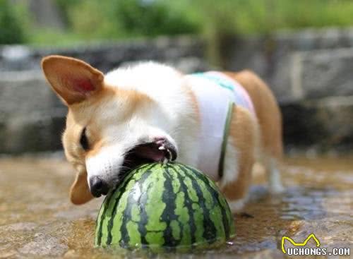 狗狗狂犬病前的5大征兆，一旦发现，立刻远离！