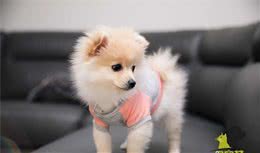 兽医忠告：生活中这7种美食千万别给博美犬吃，真的会把狗狗喂死
