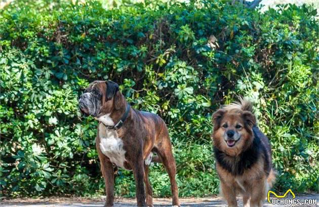 路陀说：拳师犬厉害吗？这只狗子天生就像个英雄一样