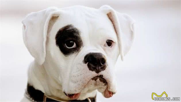 路陀说：拳师犬厉害吗？这只狗子天生就像个英雄一样