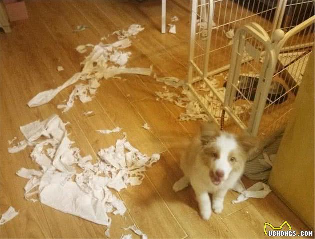 新手建议不要养边牧犬，原因有五个，主要是怕主人受不了！