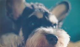 新手须知！养狗干货！手把手教你怎么挑选性价比最高的犬粮