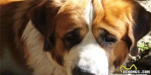 圣伯纳犬的种类圣伯纳犬有两个种类