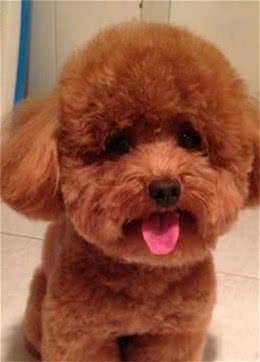 狗狗除了吃犬粮还能吃哪些食物