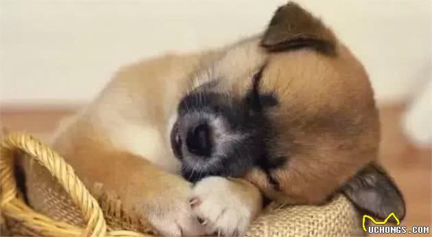 手把手教你解决犬护食问题