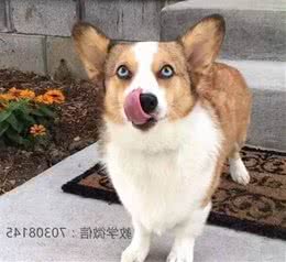 狗狗每天吃多少最健康？