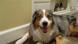 这4种游戏能让狗狗更高兴，您和狗狗玩过哪几种呢？