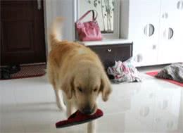 金毛犬在家搞破坏后，铲屎官对着狗子拿起剪刀，狗狗满脸难过
