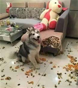 狗狗不听话通常存在以下原因，看看你中枪了么？