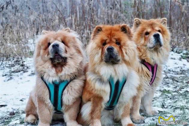 养好一只可进入家庭的松狮犬,“社会化”训练不能停!|养护