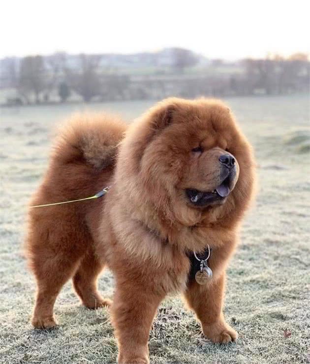 养好一只可进入家庭的松狮犬,“社会化”训练不能停!|养护