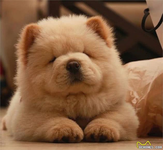 养好一只可进入家庭的松狮犬,“社会化”训练不能停!|养护