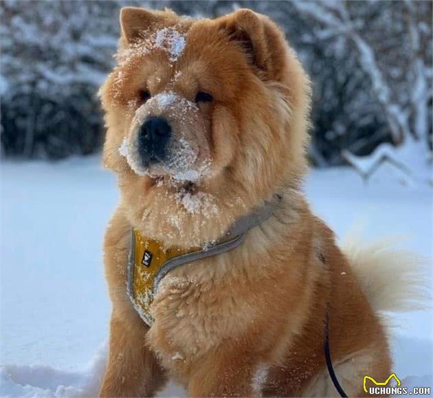 养好一只可进入家庭的松狮犬,“社会化”训练不能停!|养护