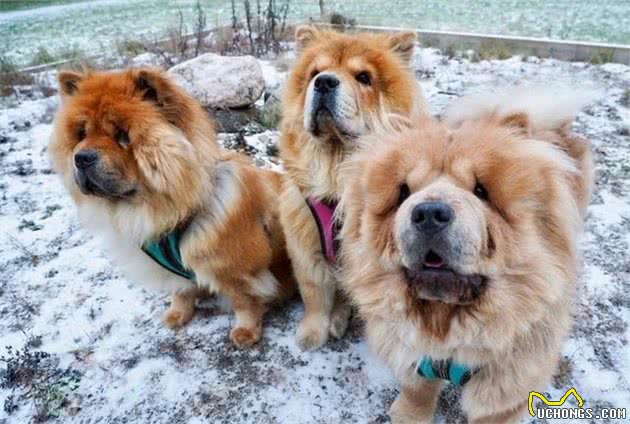 养好一只可进入家庭的松狮犬,“社会化”训练不能停!|养护