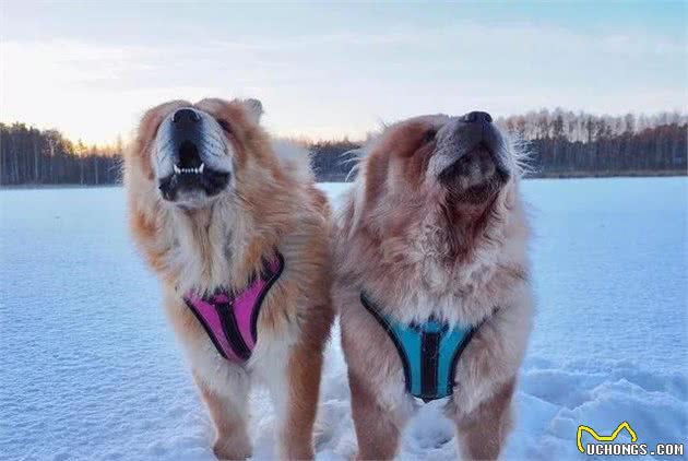 养好一只可进入家庭的松狮犬,“社会化”训练不能停!|养护