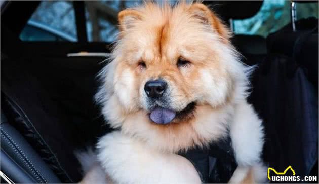养好一只可进入家庭的松狮犬,“社会化”训练不能停!|养护
