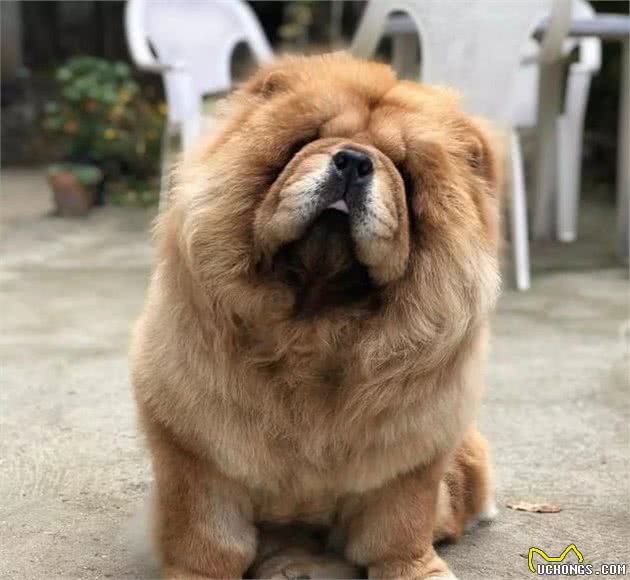 养好一只可进入家庭的松狮犬,“社会化”训练不能停!|养护
