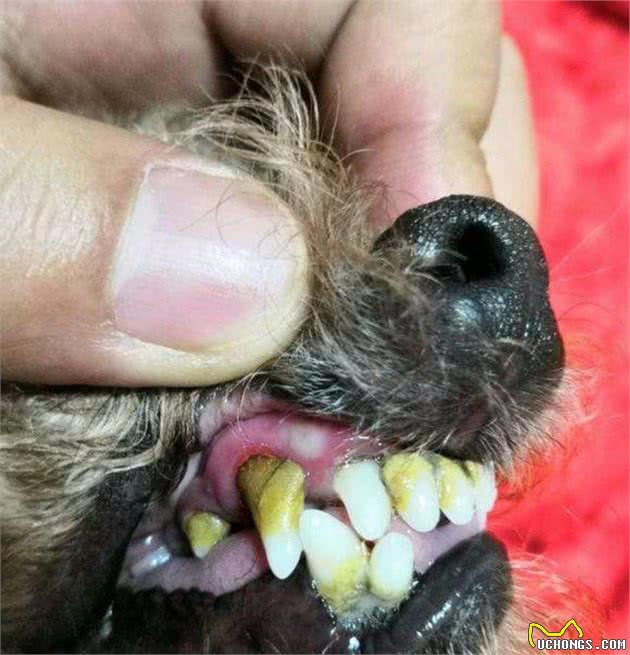辟谣：给狗刷牙是矫情？牙齿出问题会影响狗狗全身健康