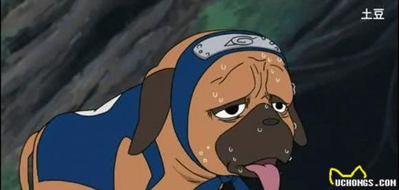 细数火影忍者里卡卡西八忍犬的品种，怎么没有哈士奇犬？