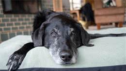 延长狗狗寿命的5大法宝，主人做到了，狗狗会很感谢你