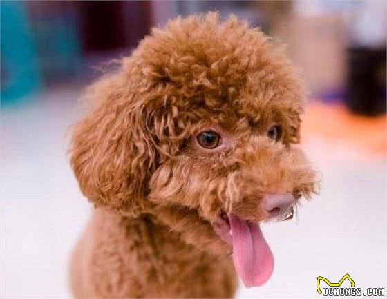 新手饲养泰迪幼犬，应了解的泰迪幼犬饮食常识