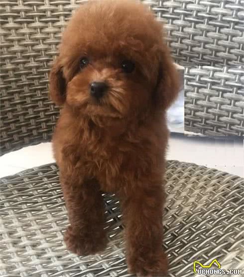 新手饲养泰迪幼犬，应了解的泰迪幼犬饮食常识
