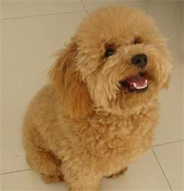 新手饲养泰迪幼犬，应了解的泰迪幼犬饮食常识