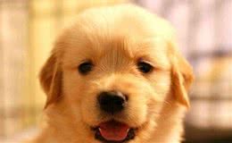 犬厌食的原因及解决方案