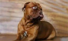 狗狗生产全过程，附：如何为没经验的狗妈妈助产