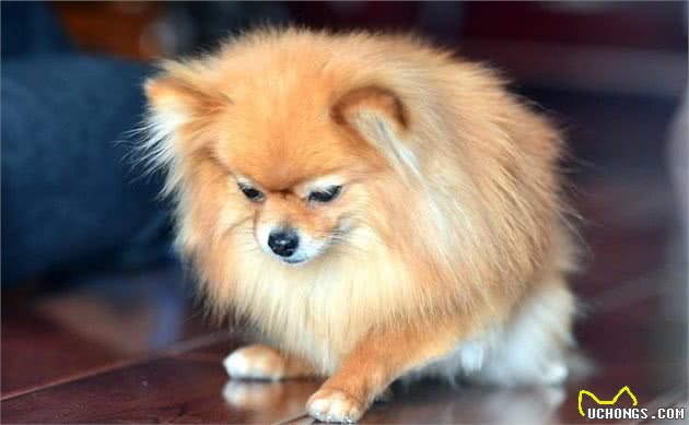 如何训练博美犬？关于吠叫等原因，有什么应对措施？