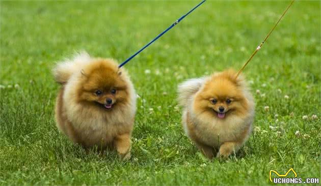 如何训练博美犬？关于吠叫等原因，有什么应对措施？
