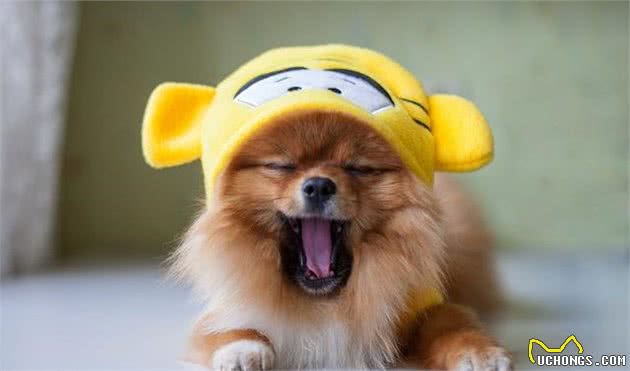 如何训练博美犬？关于吠叫等原因，有什么应对措施？