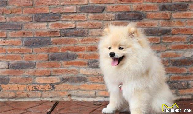 如何训练博美犬？关于吠叫等原因，有什么应对措施？