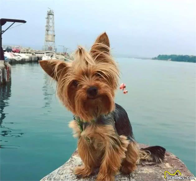 什么年龄吃什么东西，这是约克夏犬?的饲养之道