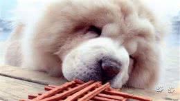 合理给狗狗饲养一些零食，能够促进你们的感情！这些狗狗都爱吃！