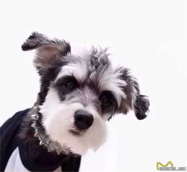 适合家养的10种小型犬:比熊泰迪犬博美柯基你最喜欢哪一种?
