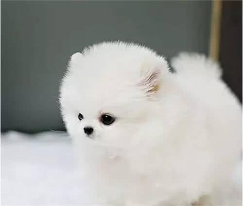 适合家养的10种小型犬:比熊泰迪犬博美柯基你最喜欢哪一种?