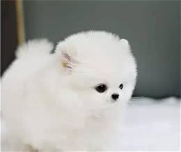 适合家养的10种小型犬：比熊泰迪犬博美柯基你最喜欢哪一种？