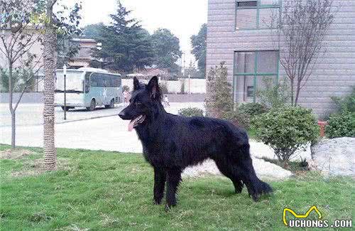 比利时牧羊犬怎么教怎么训练比利时牧羊犬