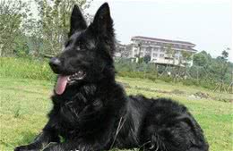 比利时牧羊犬怎么教怎么训练比利时牧羊犬