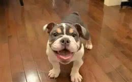 狗狗受凉感冒有什么症状？